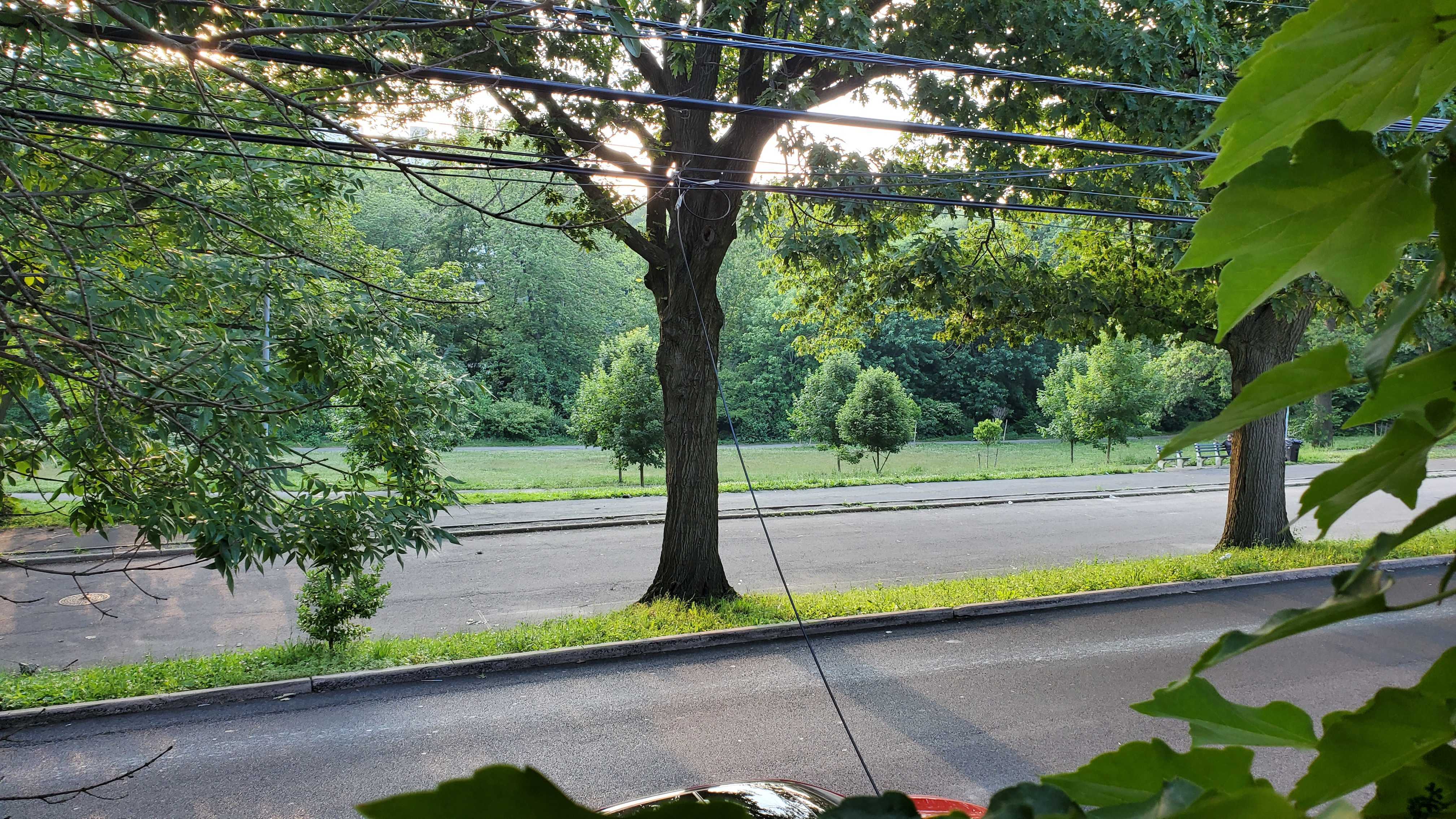 Tree-lined street