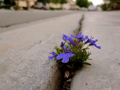 A flower grows in a sidewalk.