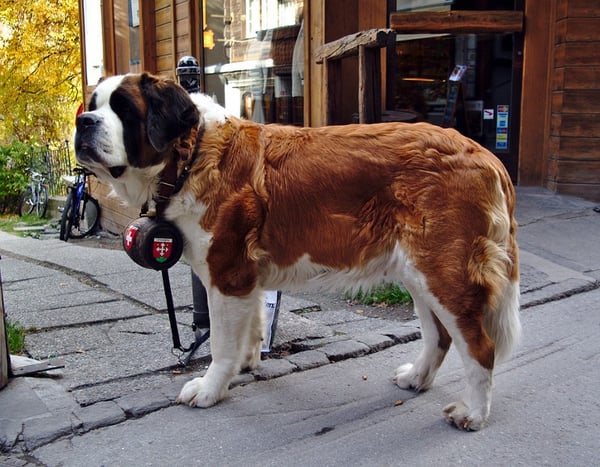 A Saint Bernhard with a medicine barrel on its collar.