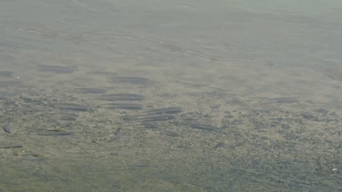 Guppies swimming in shallow water