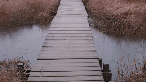 Wooden bridge over water