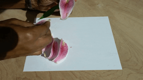 Arranging pink flower petals on a white piece of paper