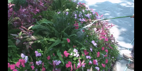 Watering plants and flowers with a hose