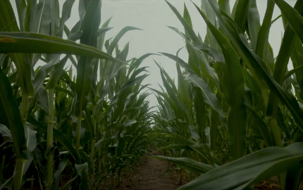 Rows of agriculture