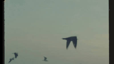 giphy - 2025-11-07T135625.489