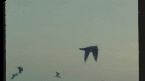 giphy - 2025-11-07T135625.489