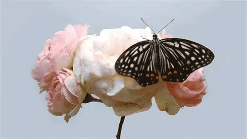 tumblr_1b1c6ebd27413de9fb771f0ece6e99fa_ad6ae307_500