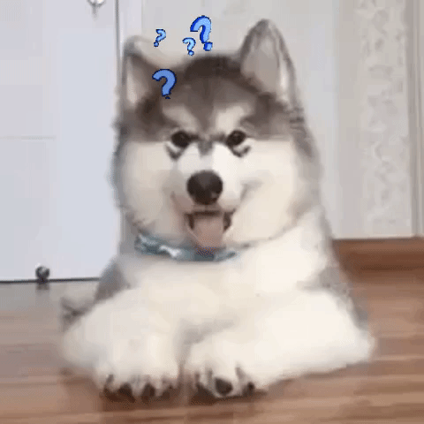 Husky puppy is also lost and confused