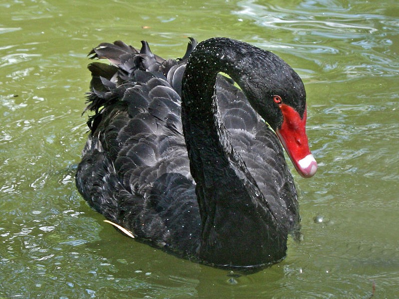 Avoiding the Black Swan: Part I